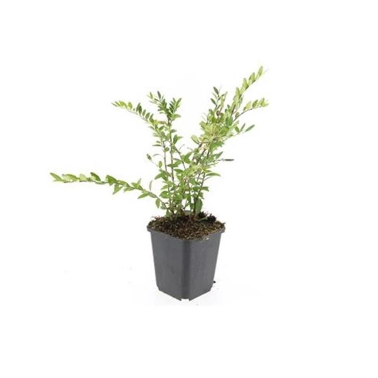 Exotenherz Bodendecker Böschungsmyrthe Lonicera Pileata Purple Pearl 9cm To günstig online kaufen