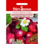 Dürr Samen Monatserdbeeren Rügen: Saatgut-Packung mit roten Erdbeeren und Blüte.