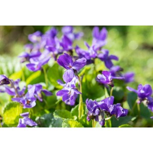 Nahaufnahme von Duftveilchen 'Königin Charlotte' mit violetten Blüten im 9x9 cm Topf.