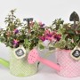 Fuchsien-Arrangement im Zink-Gefäß (grün und rosa) mit Deko-Gartengeräten.