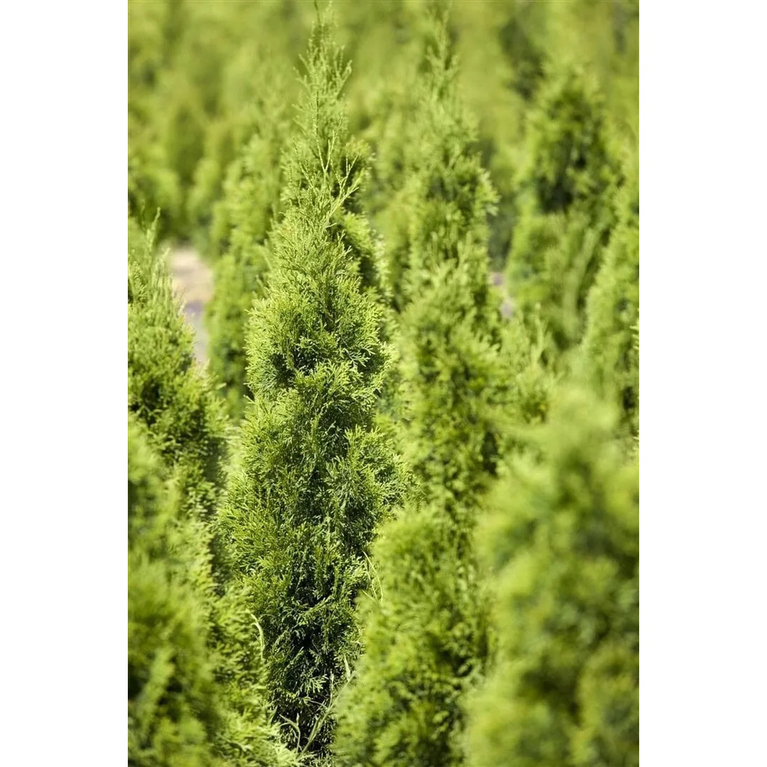 Thuja Occidentalis Smaragd Lebensbaum Spirale 150–175 cm