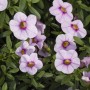 Zauberglöckchen in Sonderfarben, torffrei, im 13 cm Topf. Calibrachoa mit lila Blüten und gelber Mitte.