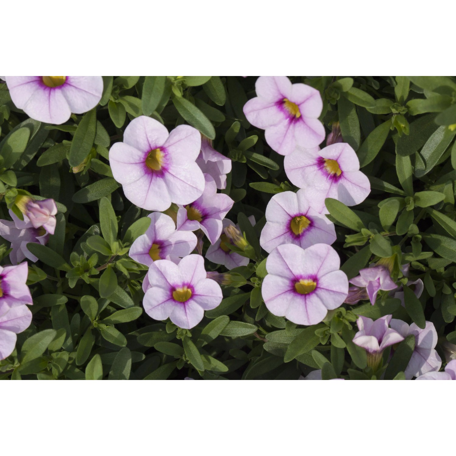 Zauberglöckchen in Sonderfarben, torffrei, im 13 cm Topf. Calibrachoa mit lila Blüten und gelber Mitte.