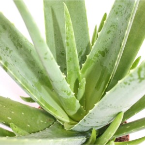 anthurium extase Anthurium Extase – All Occasions Wholesale main image 0