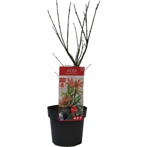 Fächerahorn 'Jerre Schwartz' im Topf, ca. 40-60 cm hoch. Ideal für Kübel und Einzelstellung.