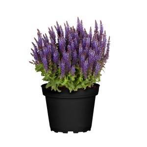 Steppen-Salbei Violett im Topf, ca. 13 cm Ø, Salvia nemorosa, mit violetten Blüten.