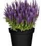 Steppen-Salbei Violett im Topf, ca. 13 cm Ø, Salvia nemorosa, mit violetten Blüten.