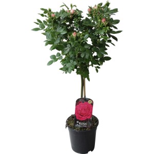 Fußstammrose Rosa, ca. 70-80 cm hoch, im 2 l Topf, geeignet für Beet und Kübel.