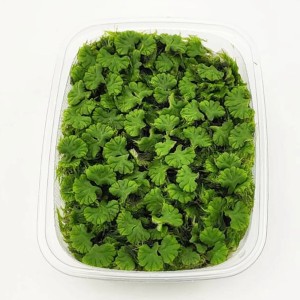 Dennerle Aquariumpflanze Ricciocarpus natans, Schwimmlebermoos im Behälter.