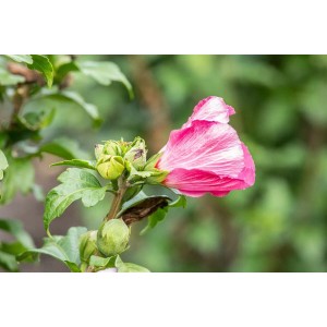 Nahaufnahme einer zartrosa Hibiscus Syriacus 'Lady Stanley' Blüte mit rotem Auge.
