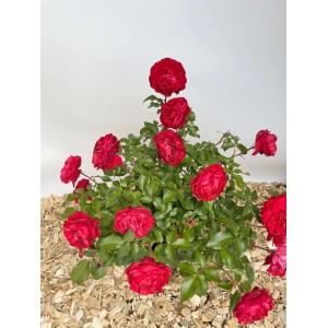 Beetrose Rouge Meilove im Topf mit leuchtend roten, gefüllten Blüten.