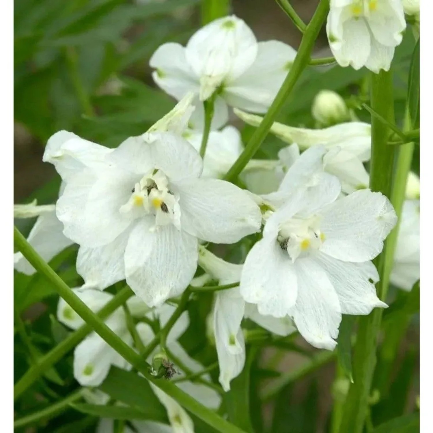 Rittersporn Moerheim - Delphinium belladonna