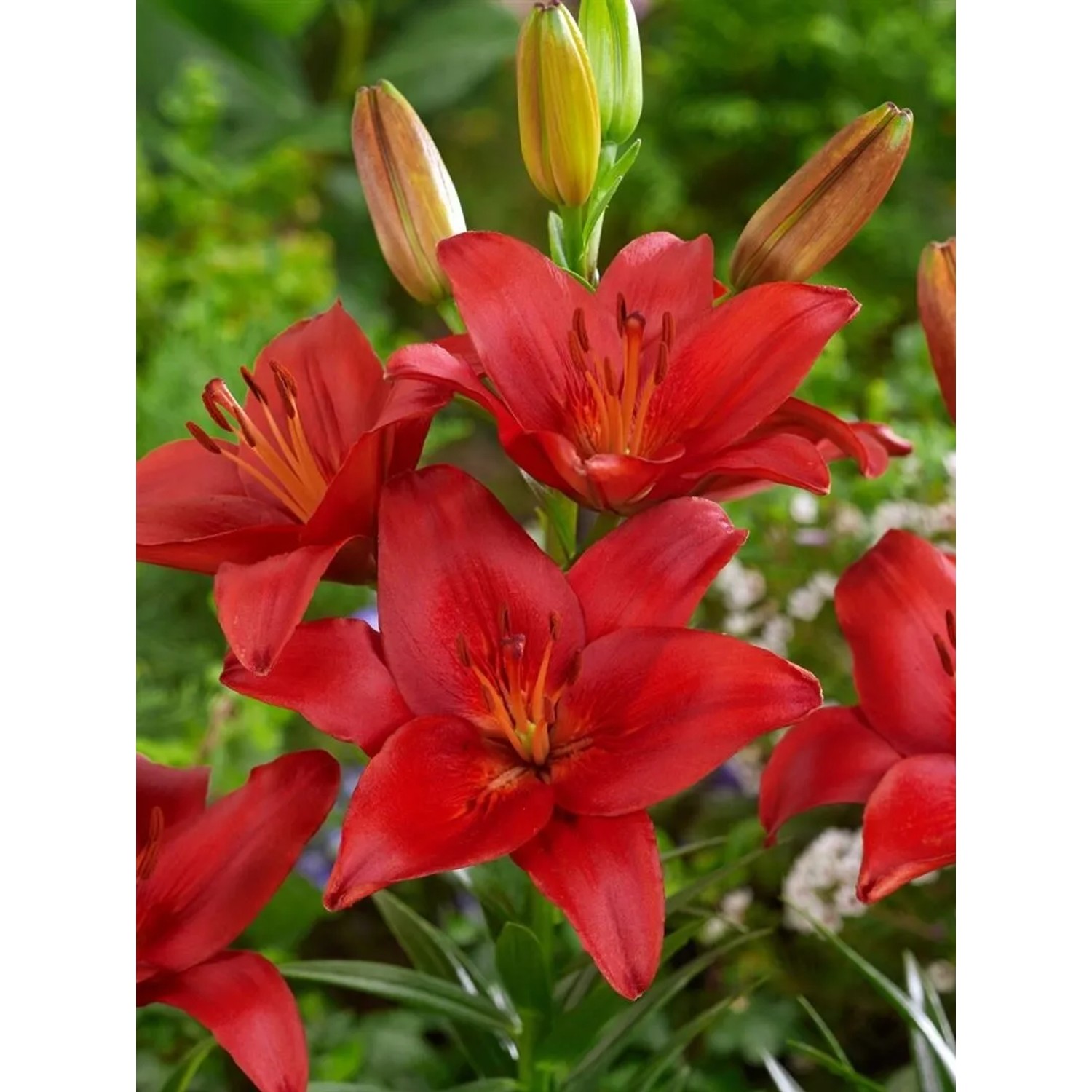 Lilium Londrina Lilie 2-3 Liter Container