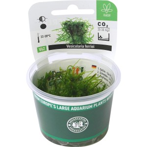 Dennerle Aquariumpflanze Vesicularia Montagnei (Christmas Moos) im Topf.