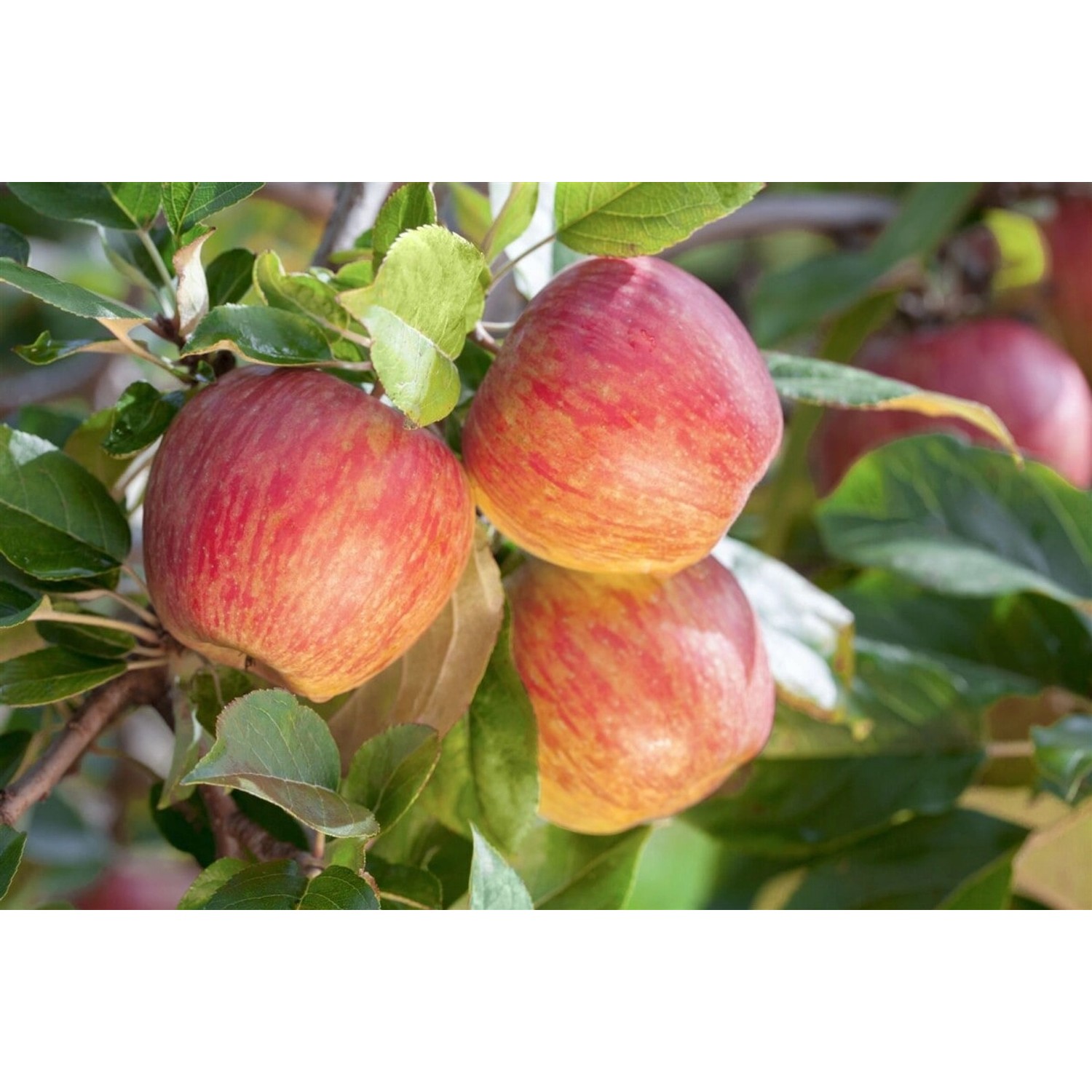 Malus Gala Apfelbaum CAC 150-200cm günstig online kaufen