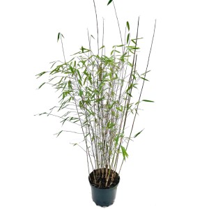 Bambusbörse Bambus Fargesia Jiuzhaigou4 3 Liter Höhe 60-80 cm