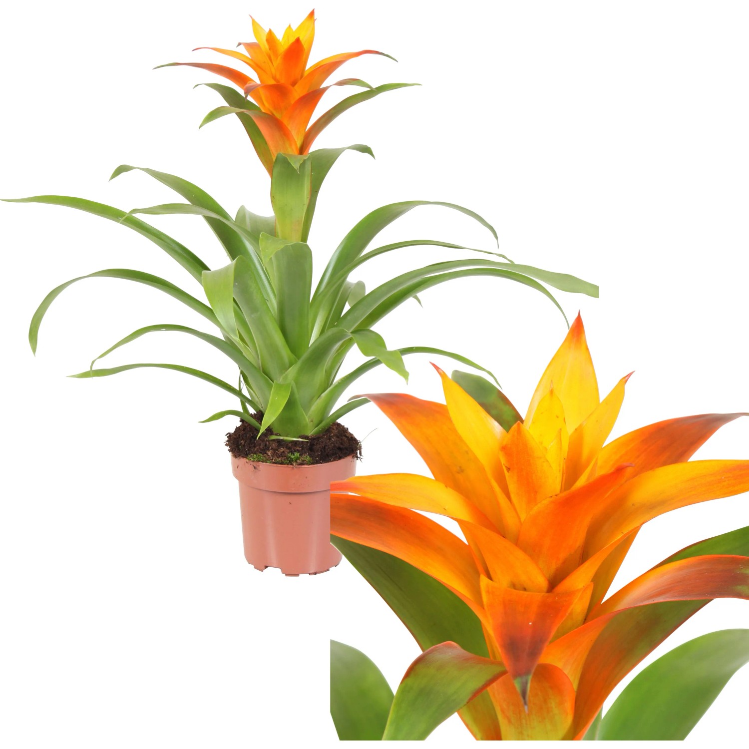 Zimmerpflanze Guzmania Topf 12 cm kaufen bei OBI