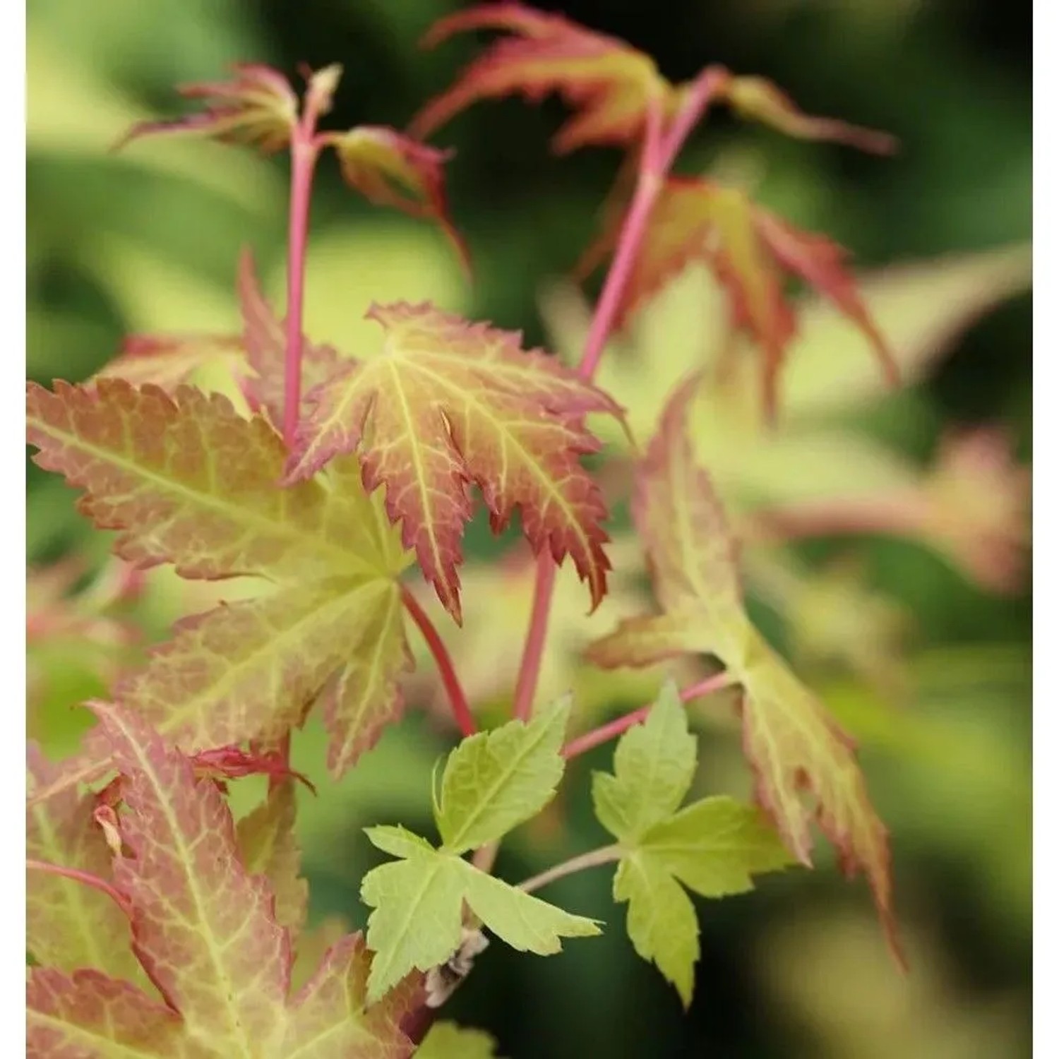 Fächerahorn Katsura 60-80cm - Acer palmatum
