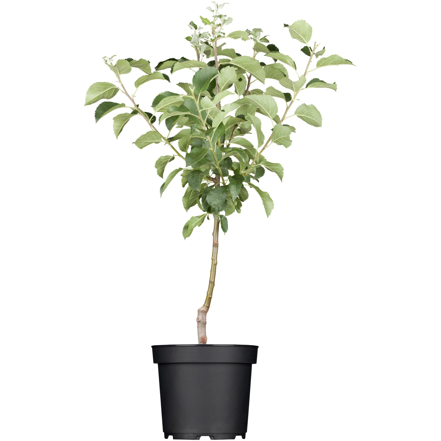 OBI Winterapfel Roter Berlepsch Rot Höhe ca. 120 - 140 cm Topf ca. 7 l Malus