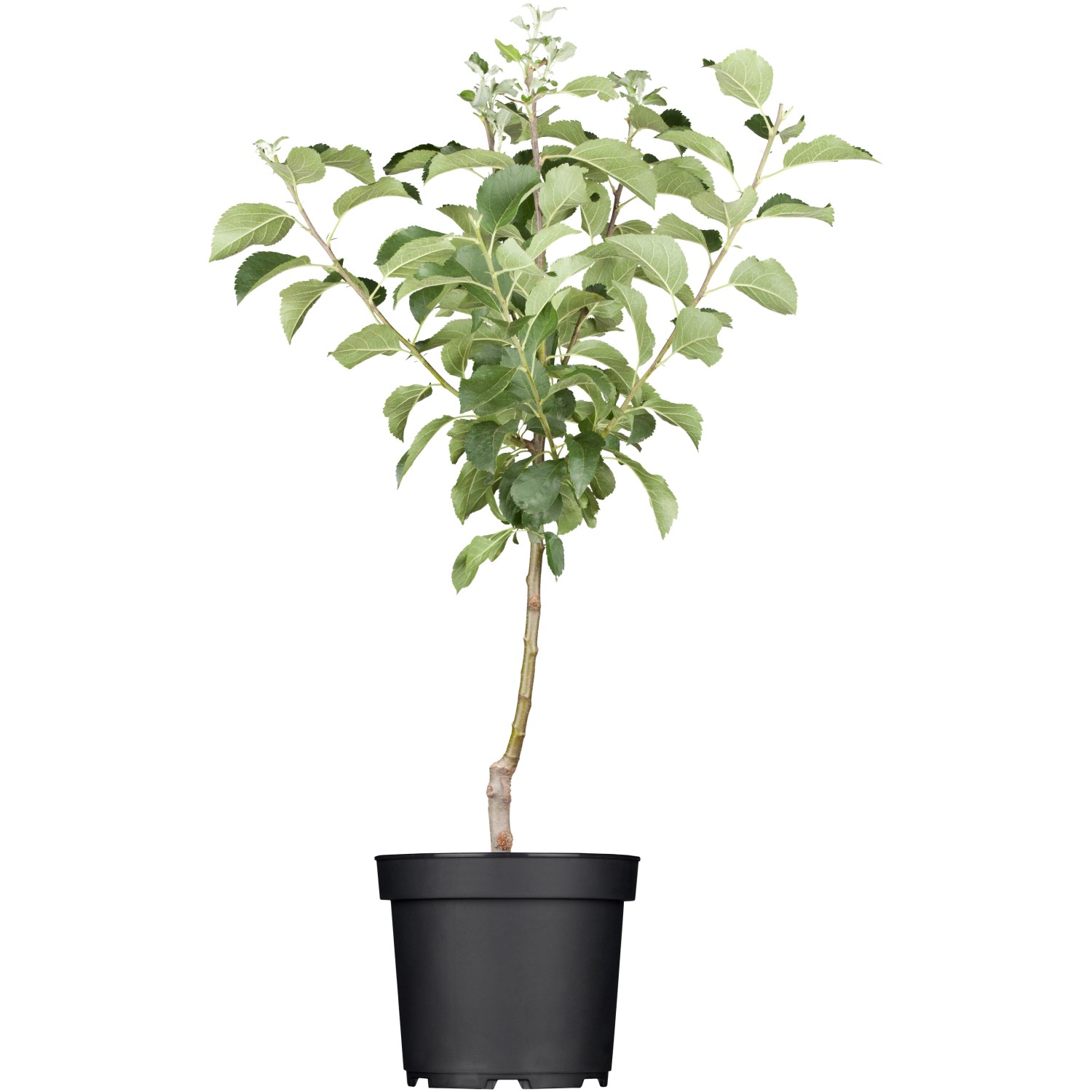 GROW by OBI Bio Winterapfel Roter Berlepsch Rot ca. 120 - 140 cm Topf ca. 7 günstig online kaufen