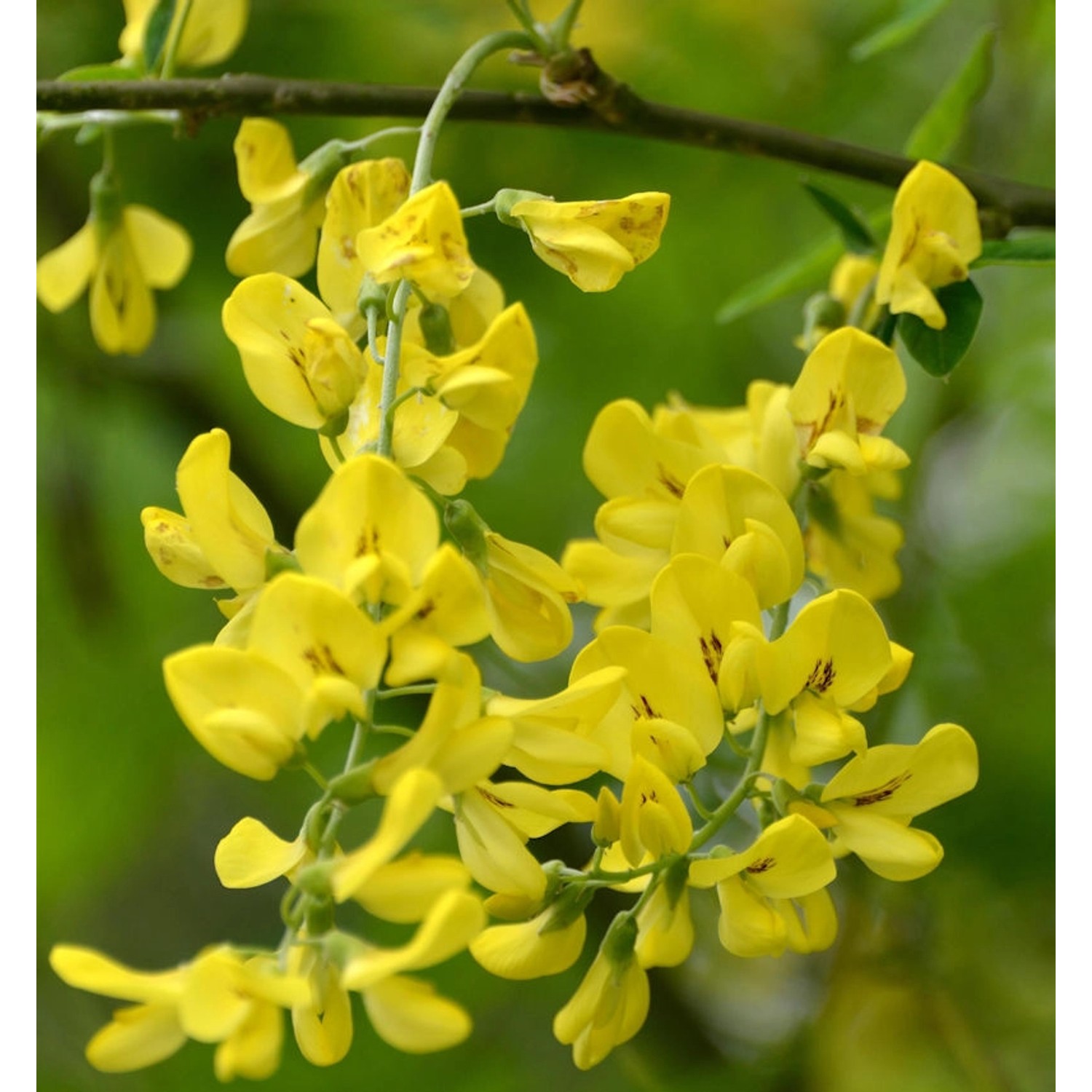 Hochstamm Goldregen Alschingeria 80-100cm - Laburnum anagyroides günstig online kaufen