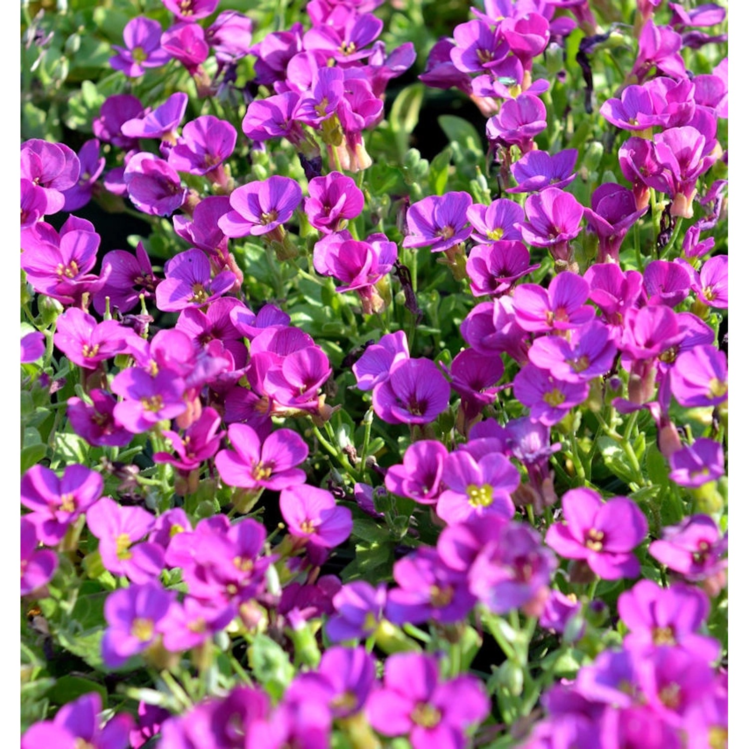 Blaukissen Rosenteppich - Aubrieta cultorum günstig online kaufen