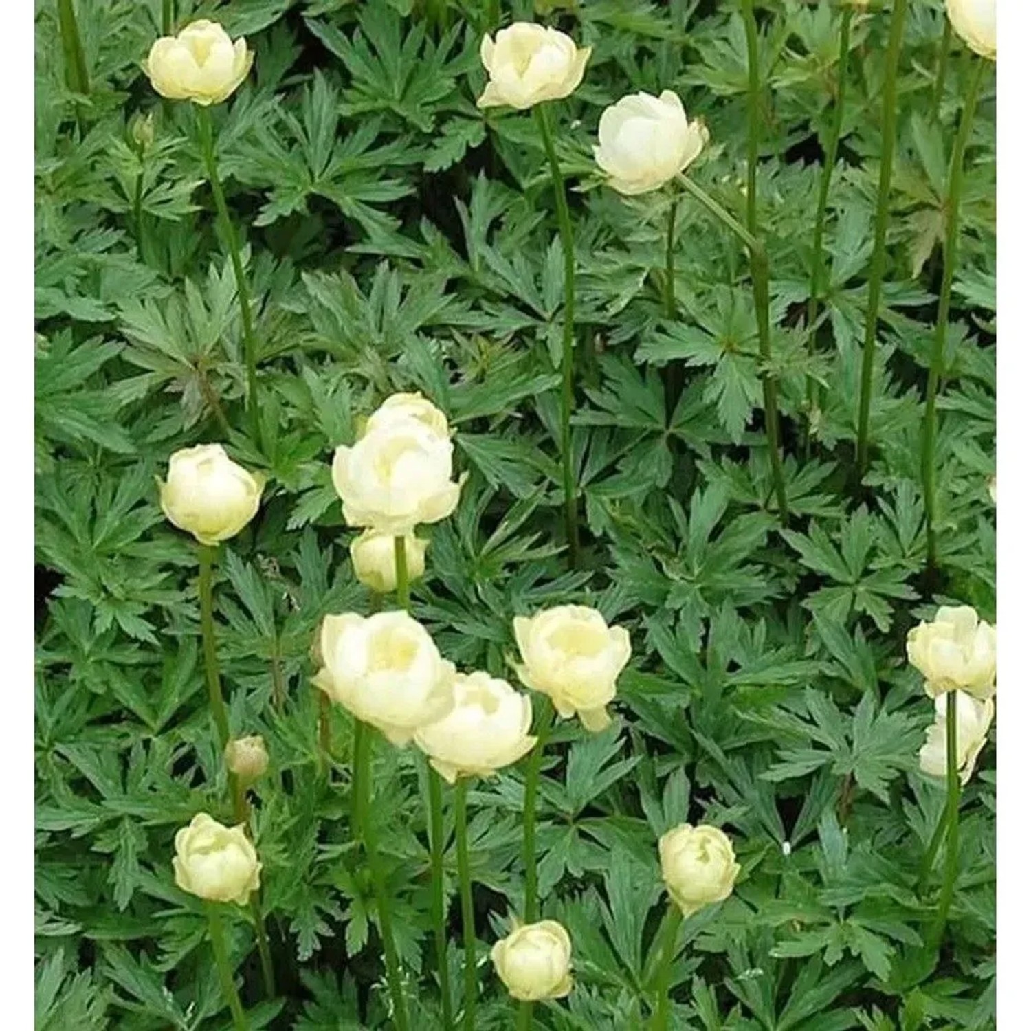 Trollblume Alabaster - Trollius cultorum