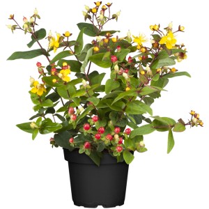Johanniskraut 'Magical Gelb' im Topf: Gelbe Blüten und rote Beeren des Hypericum Strauchs.