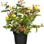 Johanniskraut 'Magical Gelb' im Topf: Gelbe Blüten und rote Beeren des Hypericum Strauchs.