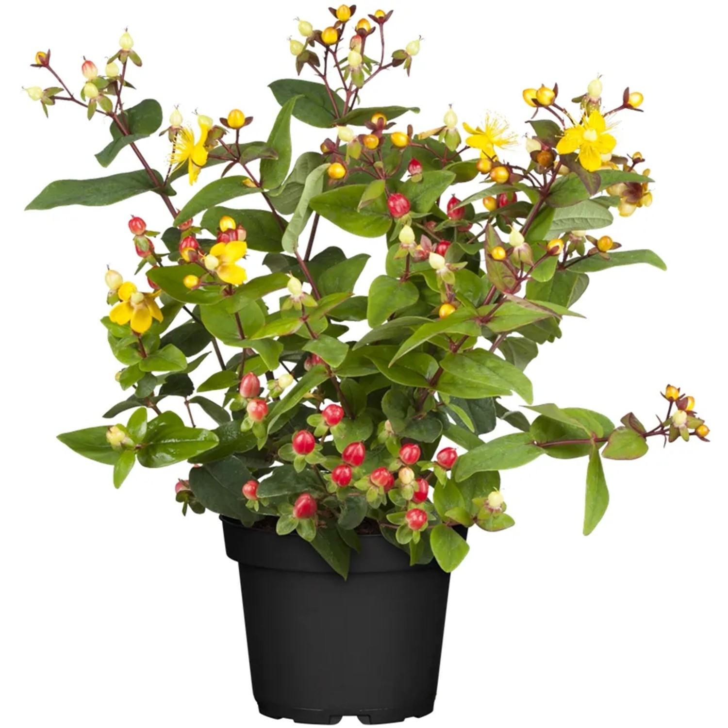 Johanniskraut 'Magical Gelb' im Topf: Gelbe Blüten und rote Beeren des Hypericum Strauchs.