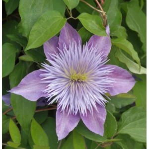 Evison Waldrebe Crystal Fountain 60-80cm - Clematis