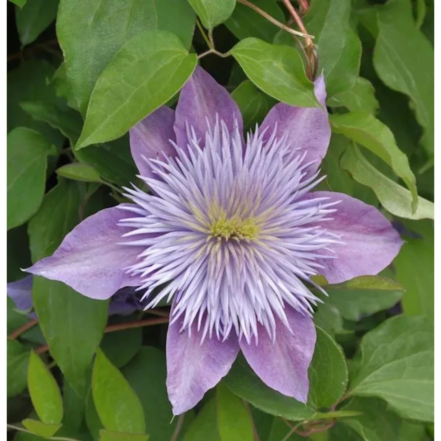 Evison Waldrebe Crystal Fountain 60-80cm - Clematis