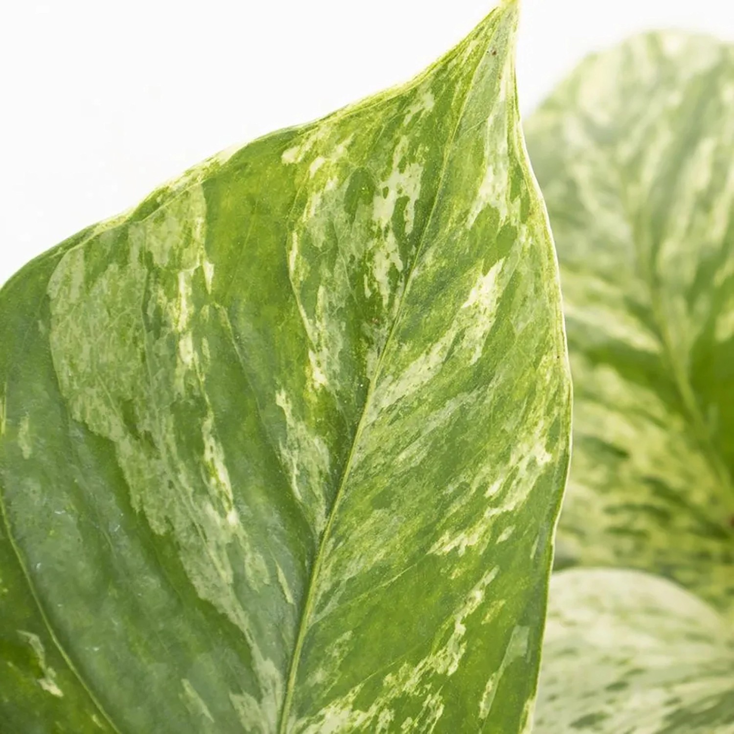 GROW by OBI Efeutute "Marble Green" Höhe ca. 20 cm Topf-Ø ca. 12 cm Scindapsus_4