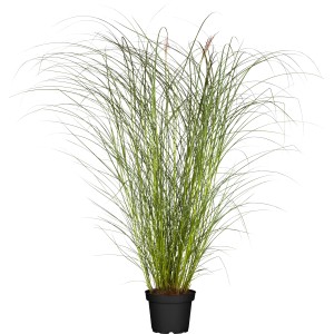 GROW by OBI Chinaschilf Kleine Silberspinne im Topf, ca. 120cm hoch.