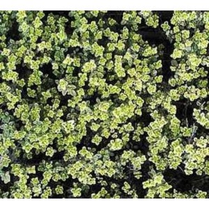 Zitronenthymian Silver Queen - Thymus citriodorus