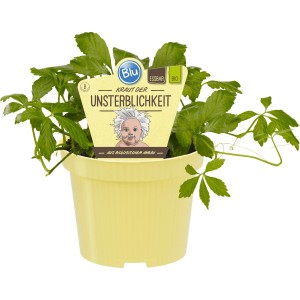 Blu Bio-Fünfblättriges Heilkraut im Topf, auch bekannt als Jiaogulan.