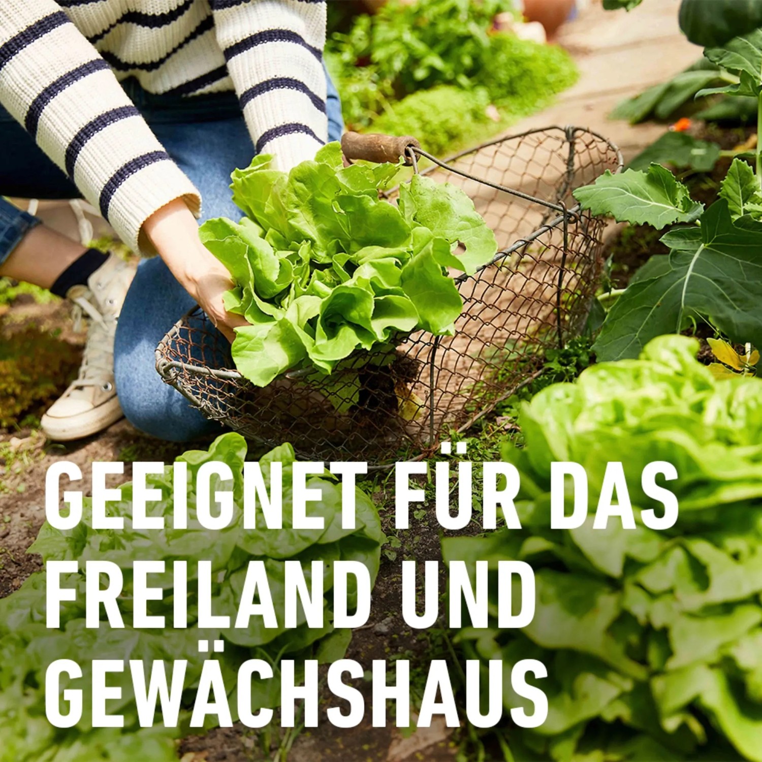 Gartenbild: Ernte von Salat im Garten, geeignet für Schneckenkorn-Anwendung.