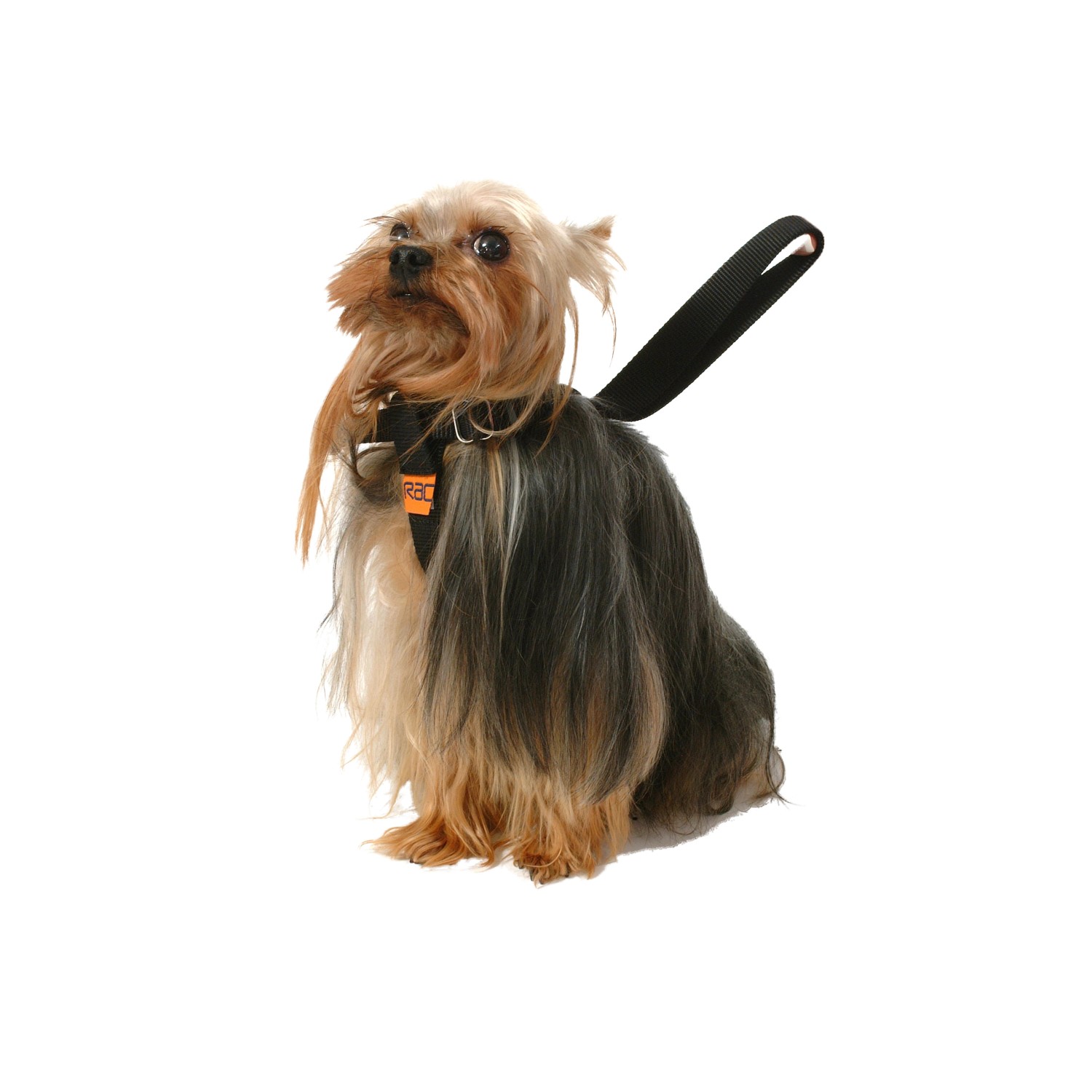 Yorkshire Terrier mit Heim RAC Sicherheitsgurt Small für Hunde, Körperumfang 30-41cm.