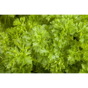 Frische, grüne, krause Petersilie (Petroselinum Crispum) im 9x9 cm Topf, ideal für Kräutergarten und Küche.