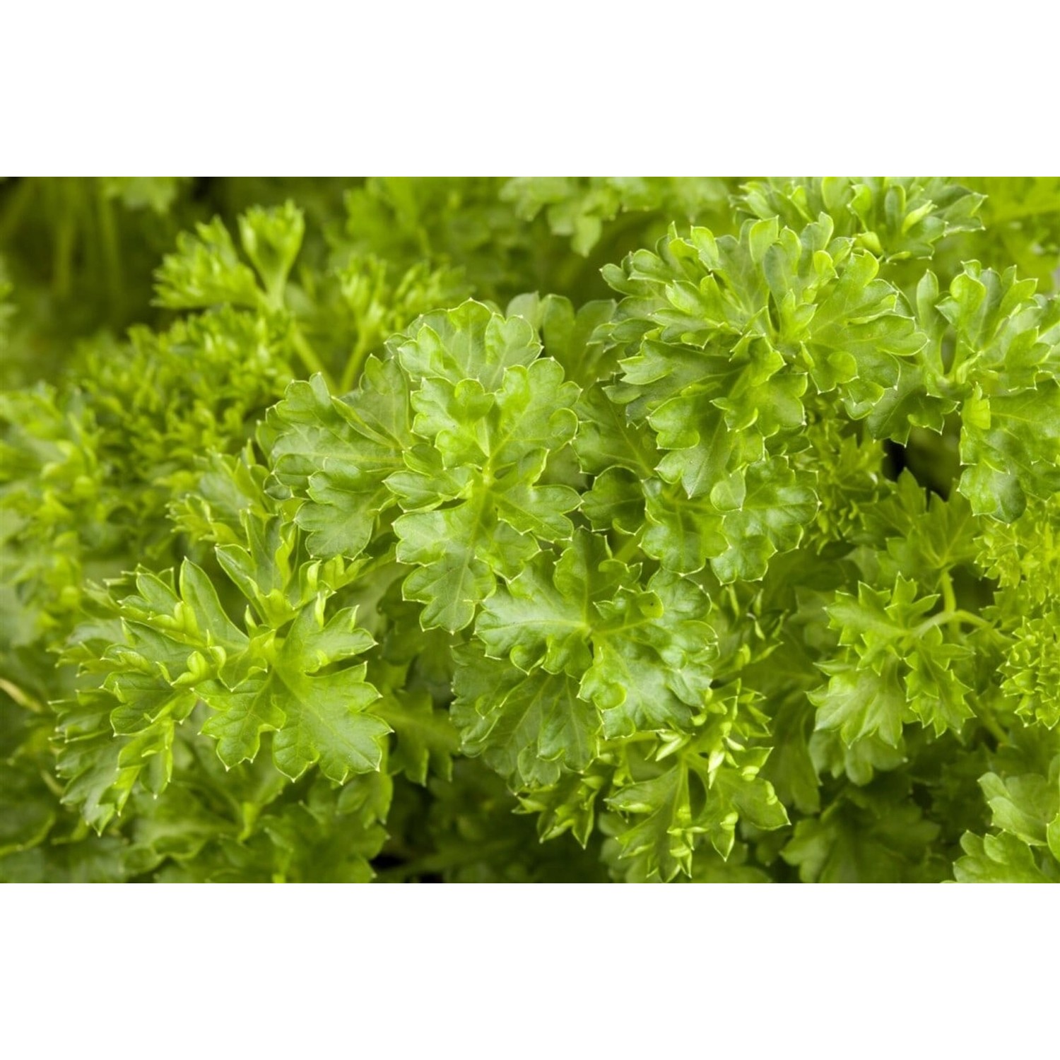 Petroselinum Crispum Petersilie Ca. 9x9 cm Topf günstig online kaufen