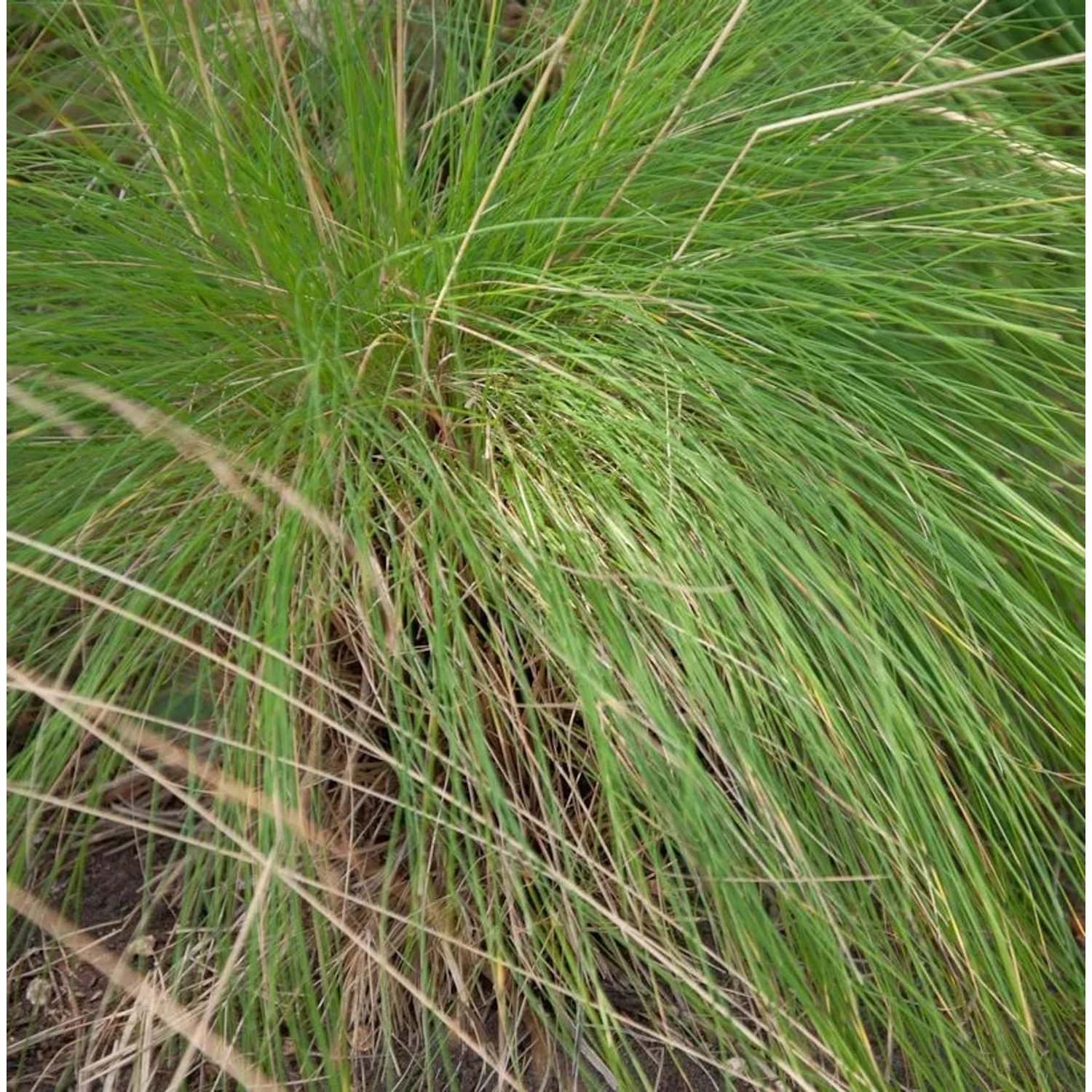 Regenbogenschwingel Walberla - Festuca amethystina