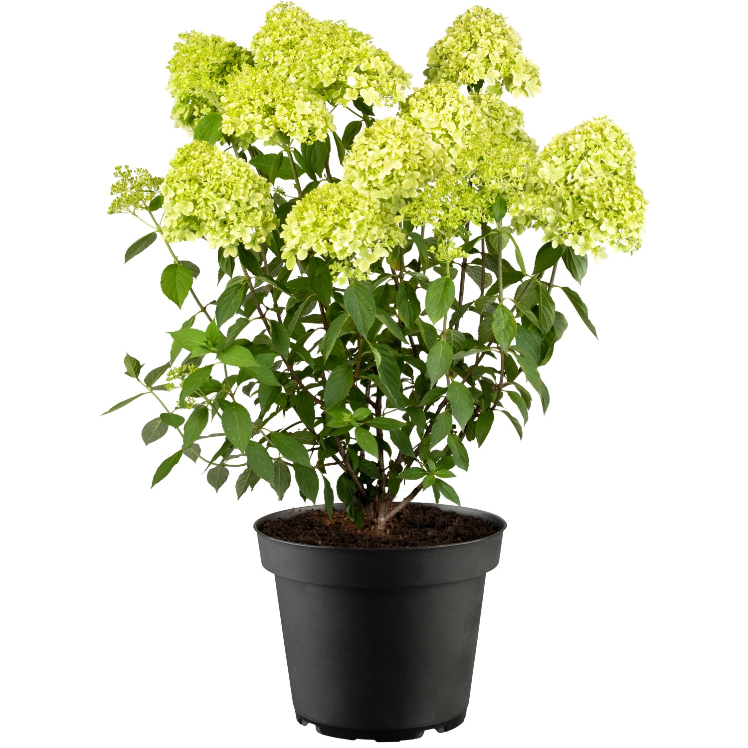 Rispenhortensie Limelight Set à 24 Stk. Höhe ca. 30-40cm Hydrangea paniculata