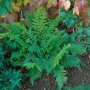 Grüner Schildfarn Polystichum Setiferum im 9x9 cm Topf, buschig wachsend.