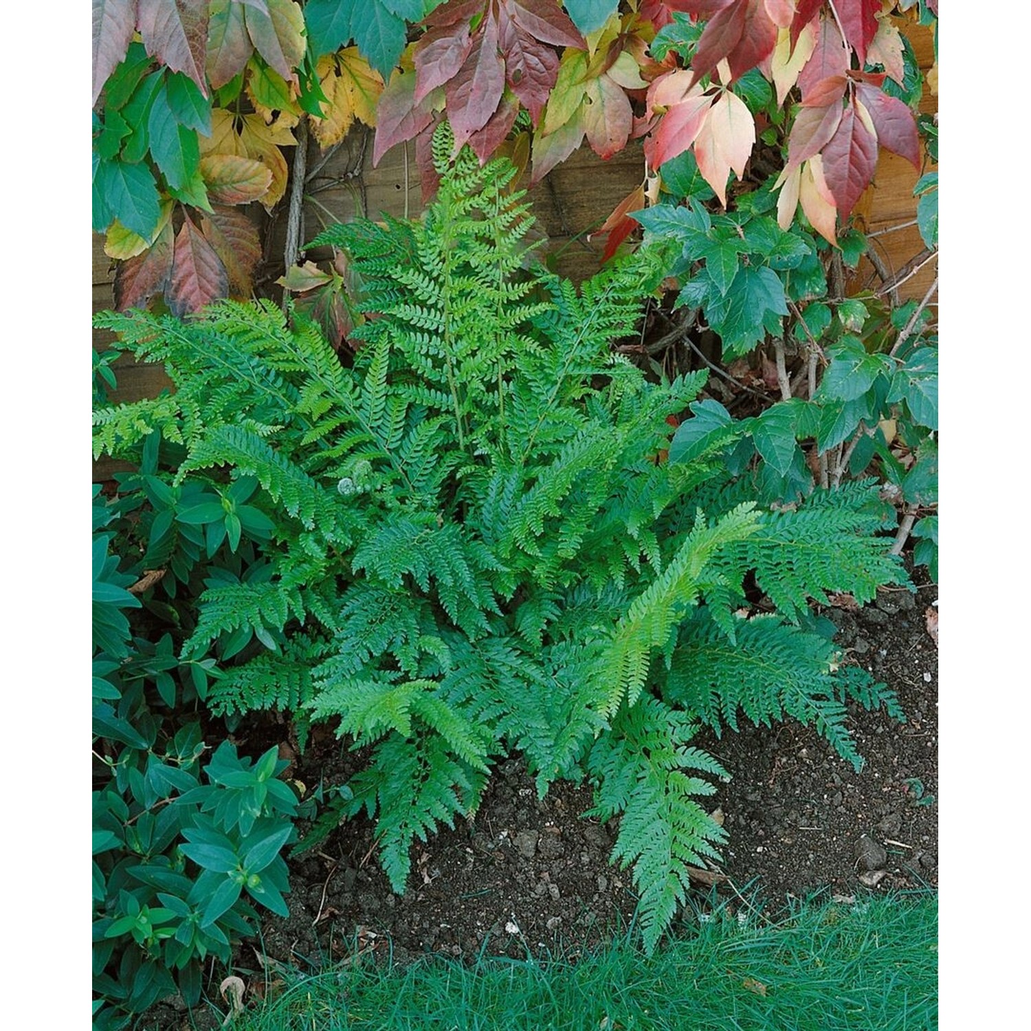 Polystichum Setiferum Prolif.Dahlem Schildfarn Ca. 9x9 cm Topf günstig online kaufen