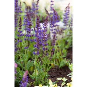 Violett blühender Steppen-Salbei 'Ostfriesland' im 9x9 cm Topf.