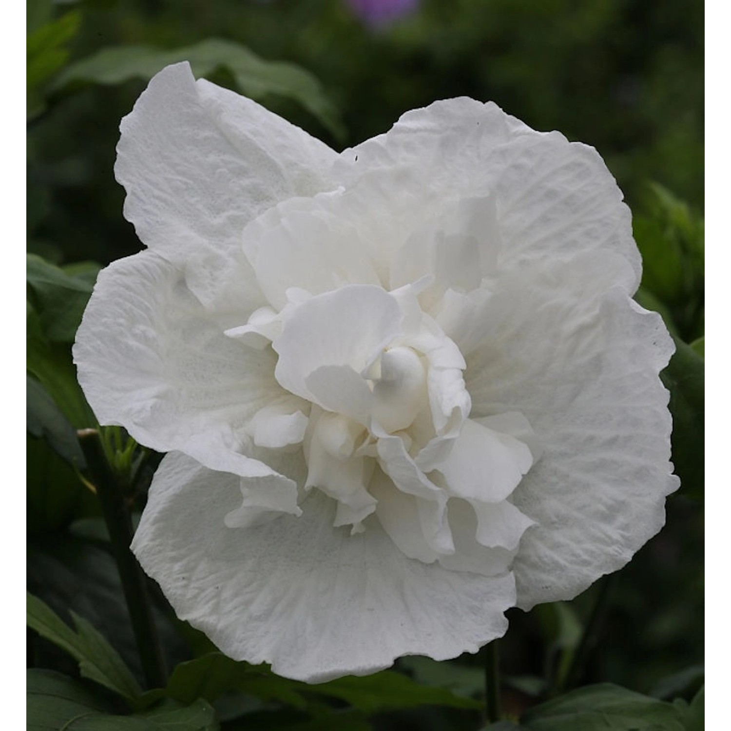 Hochstamm Garteneibisch White Chiffon 80-100cm - Hibiscus syriacus günstig online kaufen