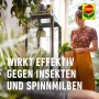Frau mit Compo Schädlingsfrei plus AF Mittel gegen Blattläuse für Zimmerpflanzen.