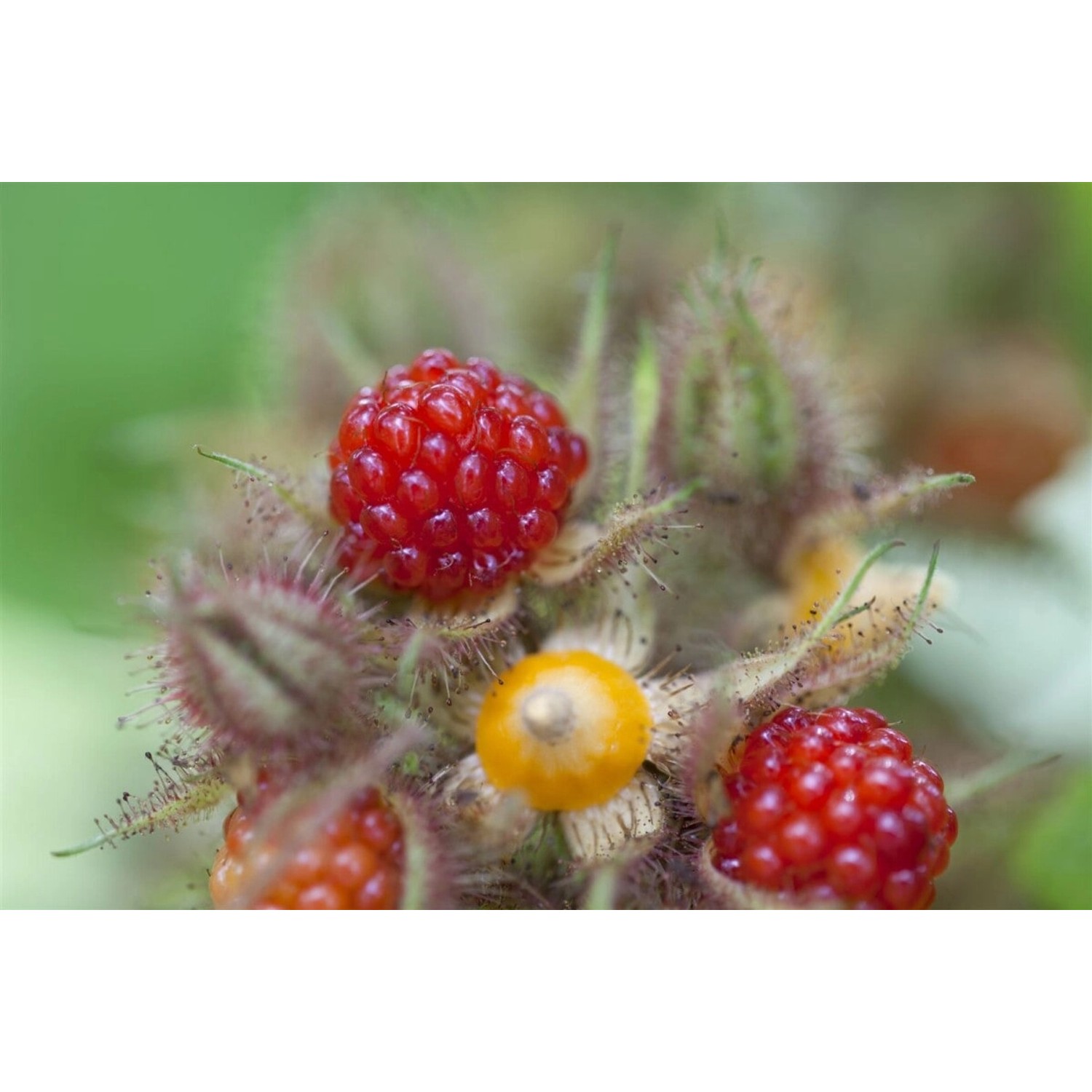 Rubus Phoenicolasius Japanische Weinbeere 30–40 Cm günstig online kaufen