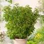 Portugiesischer Kirschlorbeer Angustifolia im Topf, ca. 100 cm hoch, immergrün.