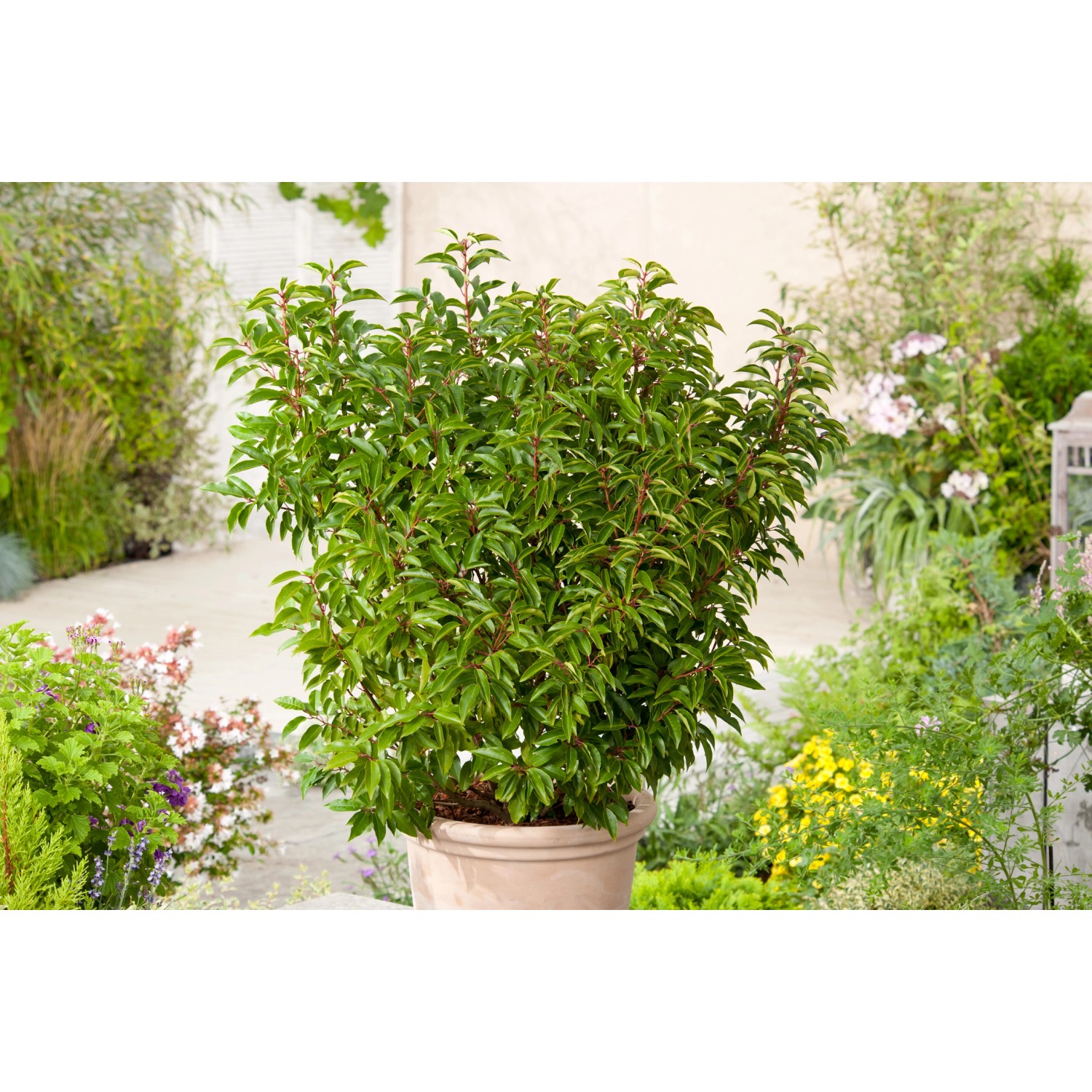 OBI Portugiesischer Kirschlorbeer "Angustifolia" Höhe ca.70 cm Topf 10